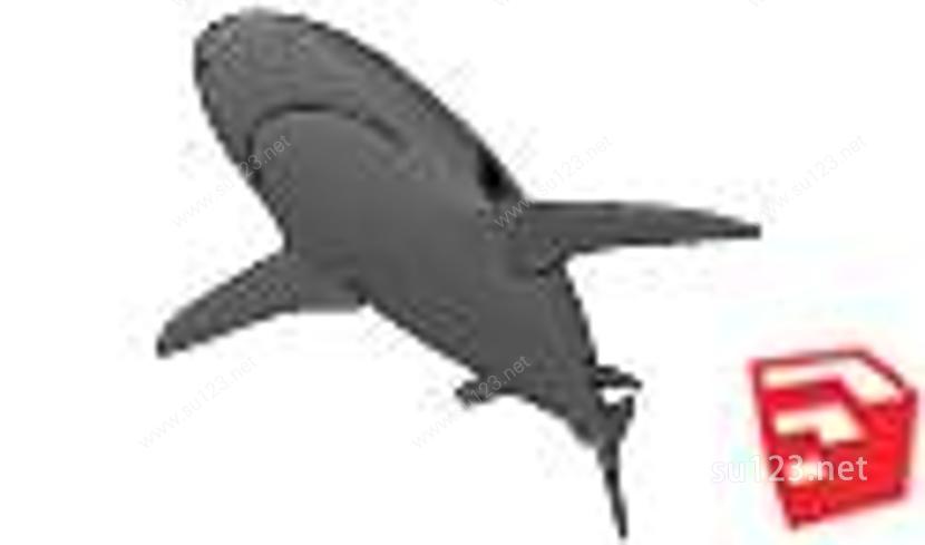动物 鲨SU模型