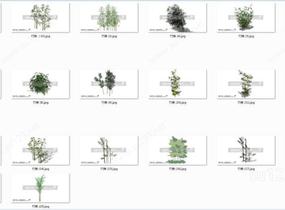 园林植物 竹子（20个）SU模型