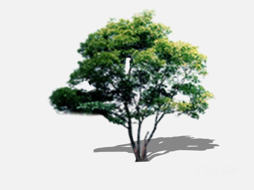 su123_2D树 (71)SU模型