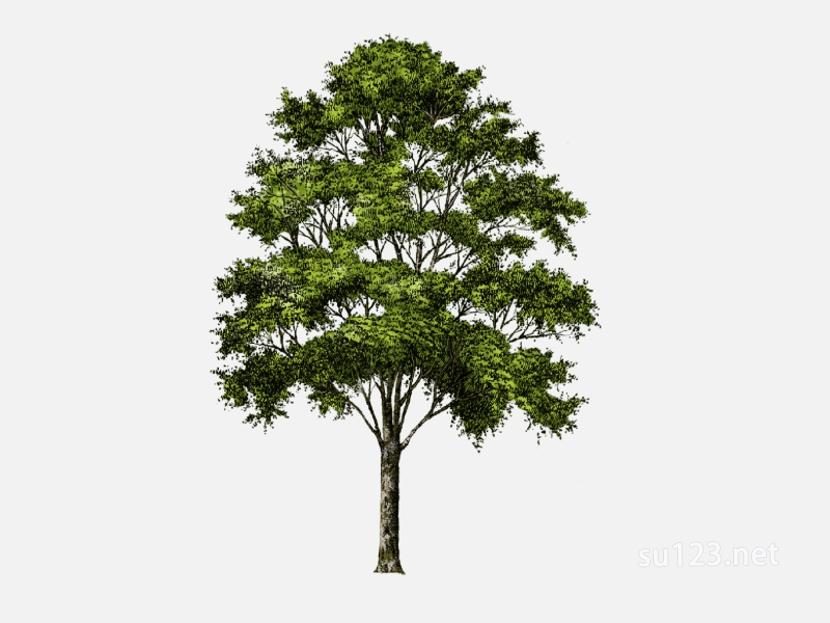 su123_2D乔木树 (112)SU模型
