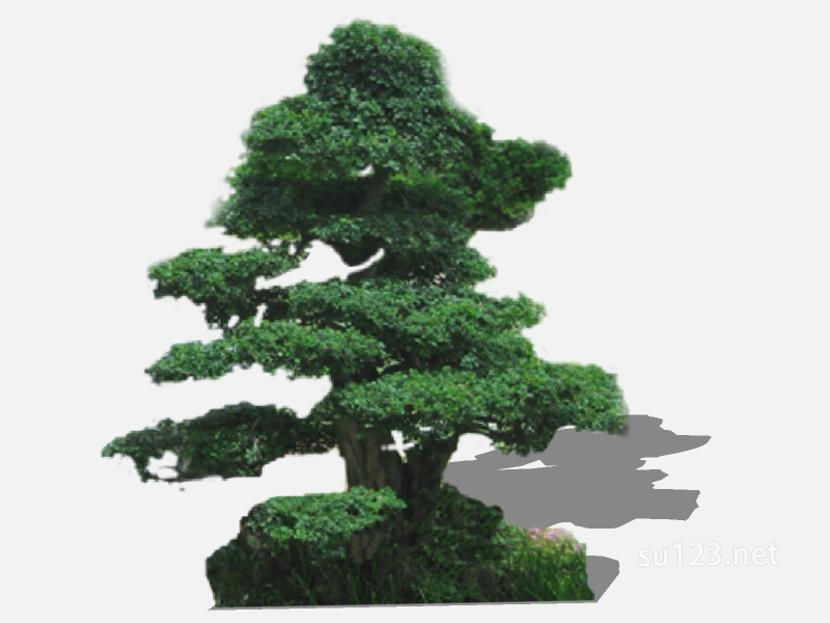 su123_2D乔木树 (5)SU模型