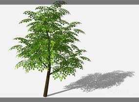 su123_2D乔木树 (69)SU模型