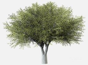su123_2D树 (52)SU模型