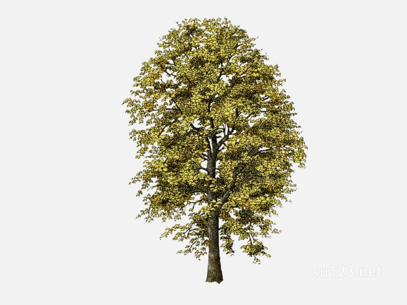 su123_2D树 (29)SU模型