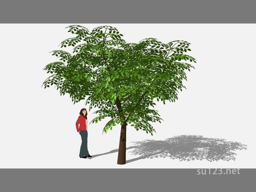 su123_2D乔木树 (68)SU模型
