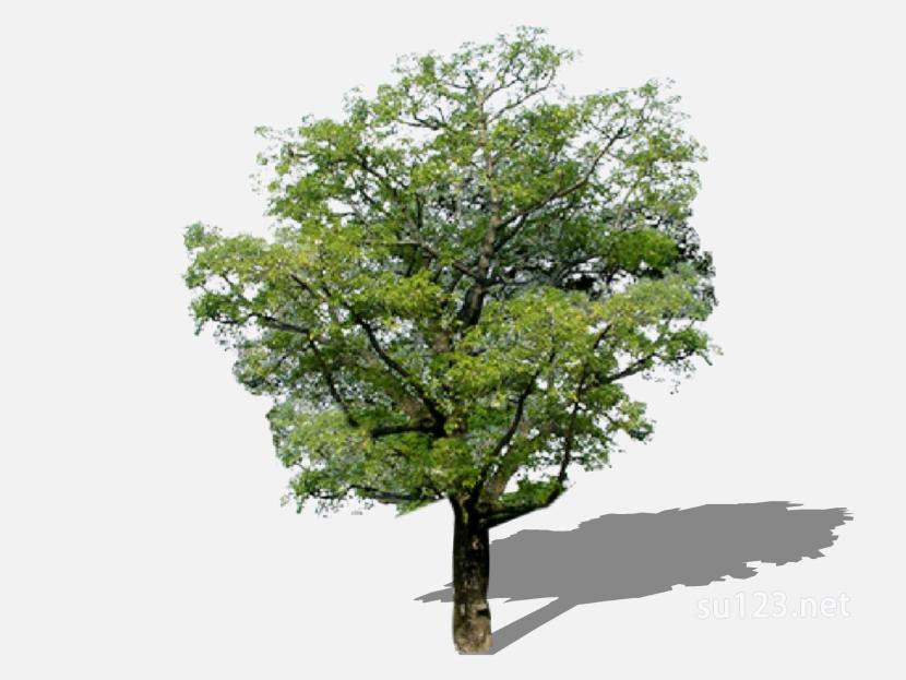 su123_2D树 (78)SU模型