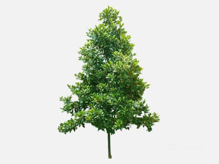 su123_2D乔木树 (42)SU模型