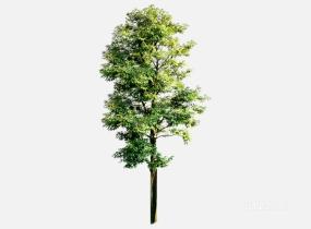 su123_2D乔木树 (21)SU模型