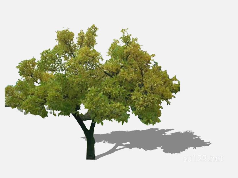 su123_2D树 (51)SU模型