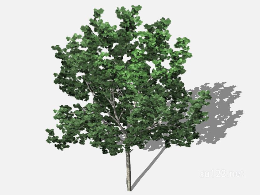 su123_2D树 (67)SU模型草图大师sketchup模型