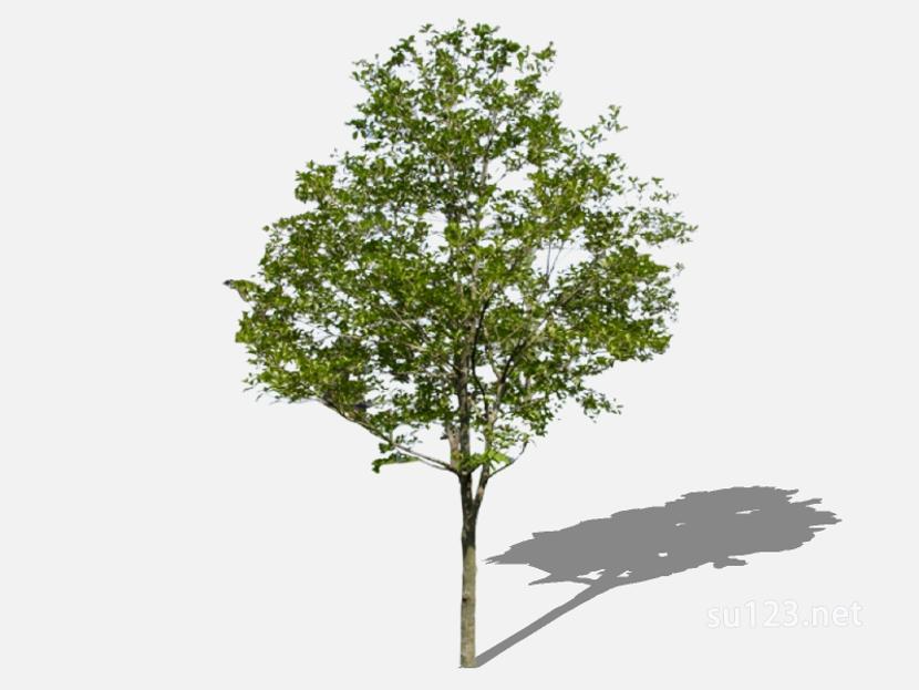 su123_2D乔木树 (40)SU模型