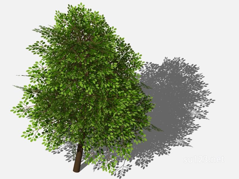 su123_2D乔木树 (80)SU模型草图大师sketchup模型