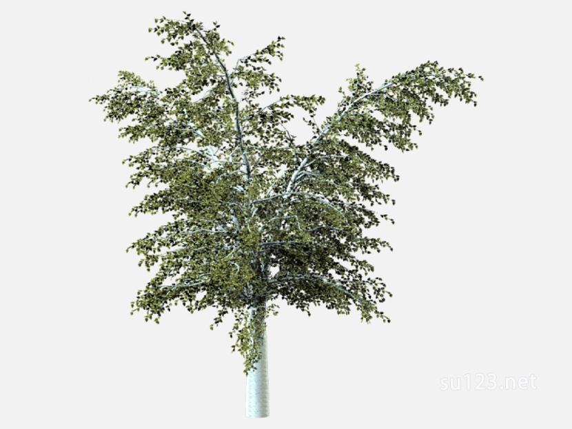 su123_2D乔木树 (106)SU模型
