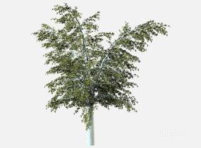 su123_2D乔木树 (106)SU模型
