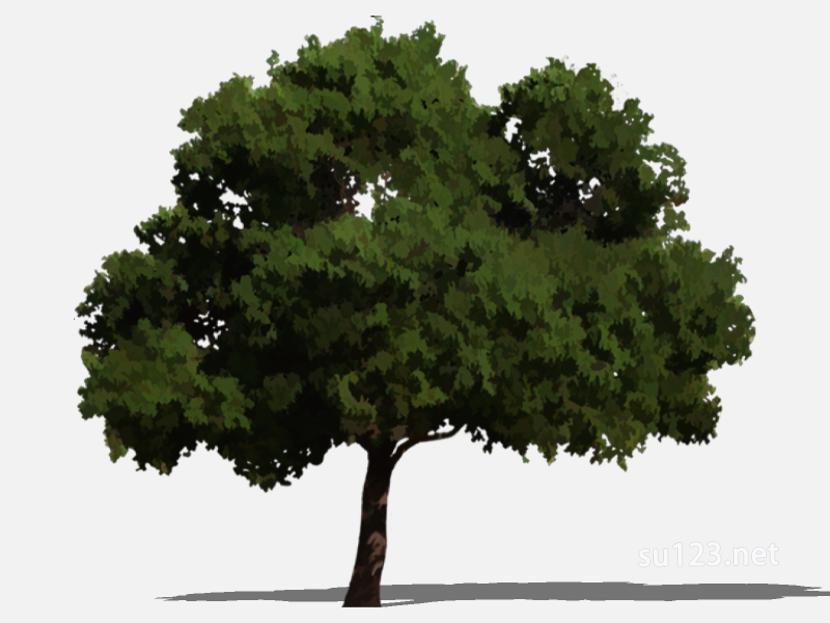 su123_2D乔木树 (48)SU模型草图大师sketchup模型