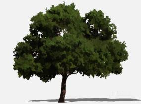 su123_2D乔木树 (48)SU模型