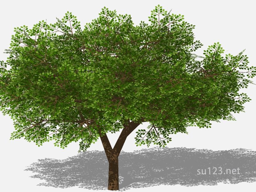 su123_2D乔木树 (82)SU模型