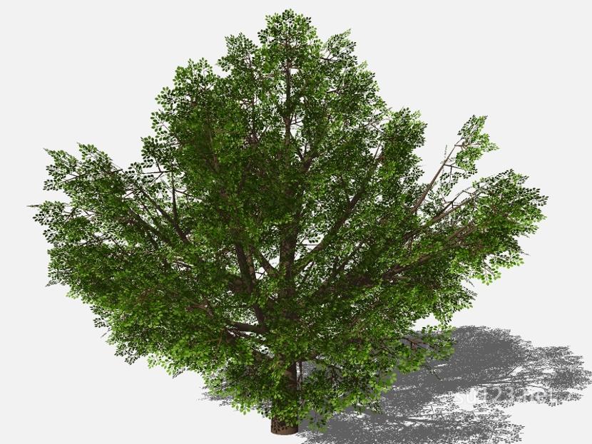 su123_2D乔木树 (83)SU模型草图大师sketchup模型