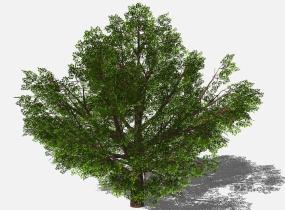 su123_2D乔木树 (83)SU模型