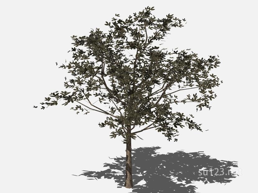 su123_2D树 (20)SU模型草图大师sketchup模型
