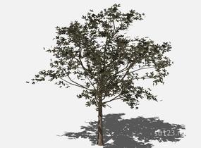 su123_2D树 (20)SU模型
