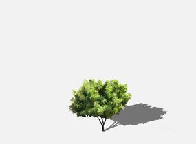 su123_2D乔木树 (26)SU模型