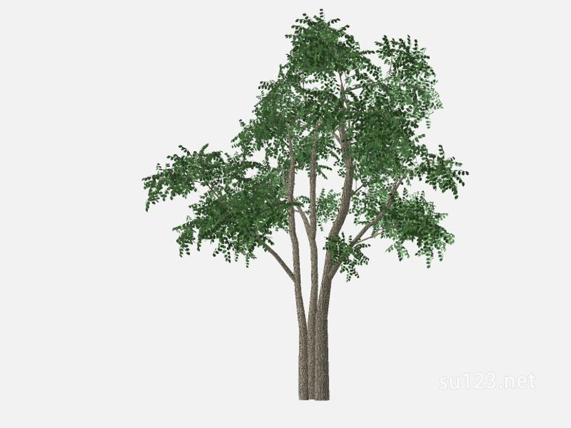 su123_2D乔木树 (96)SU模型