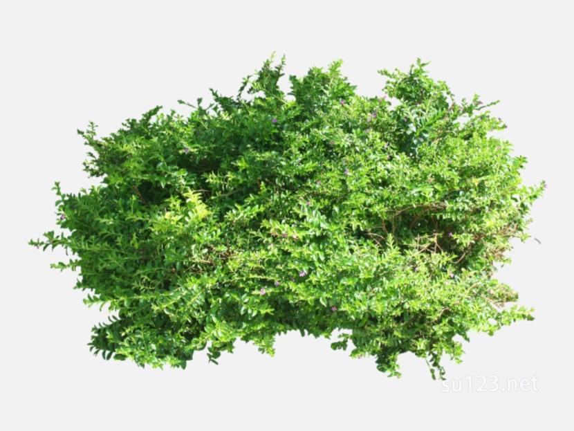 su123绿色灌木2d灌木 (45)SU模型