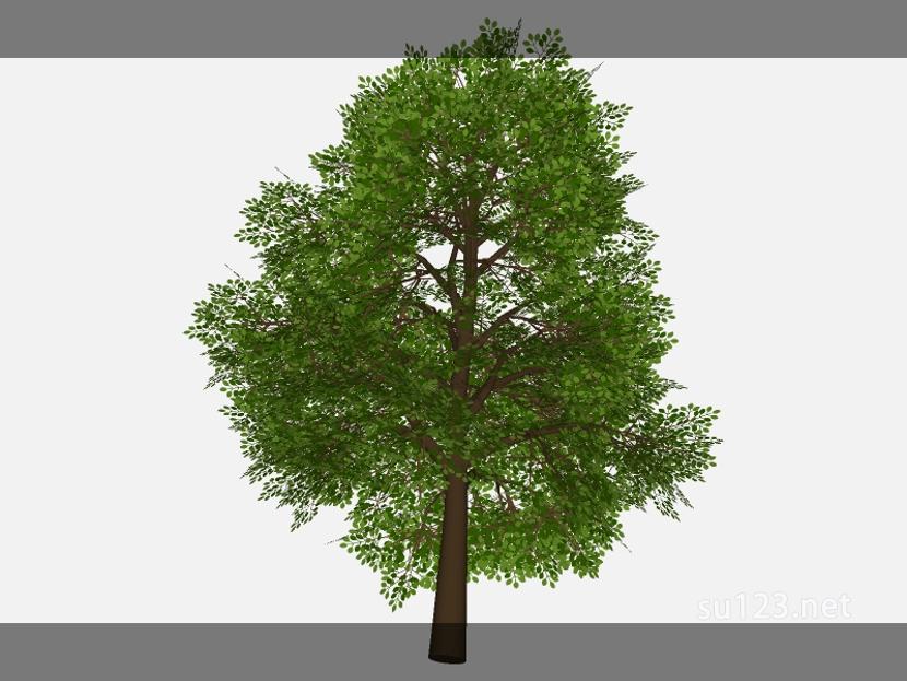 su123_2D乔木树 (81)SU模型草图大师sketchup模型