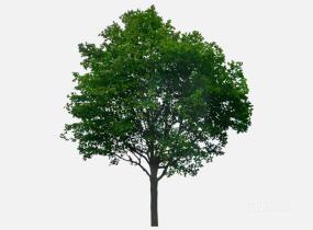 su123_2D树 (50)SU模型
