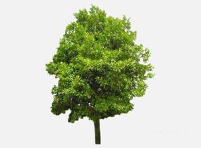 su123_2D乔木树 (35)SU模型