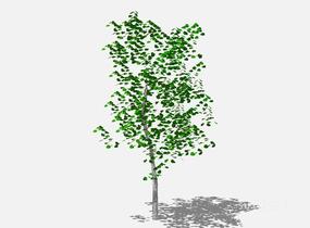 su123_2D乔木树 (92)SU模型