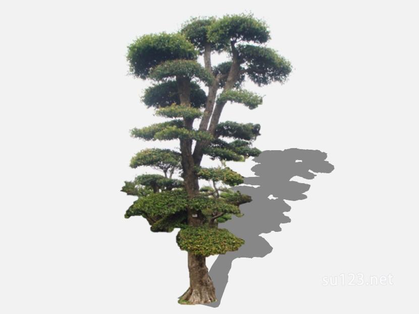 su123_2D乔木树 (25)SU模型草图大师sketchup模型