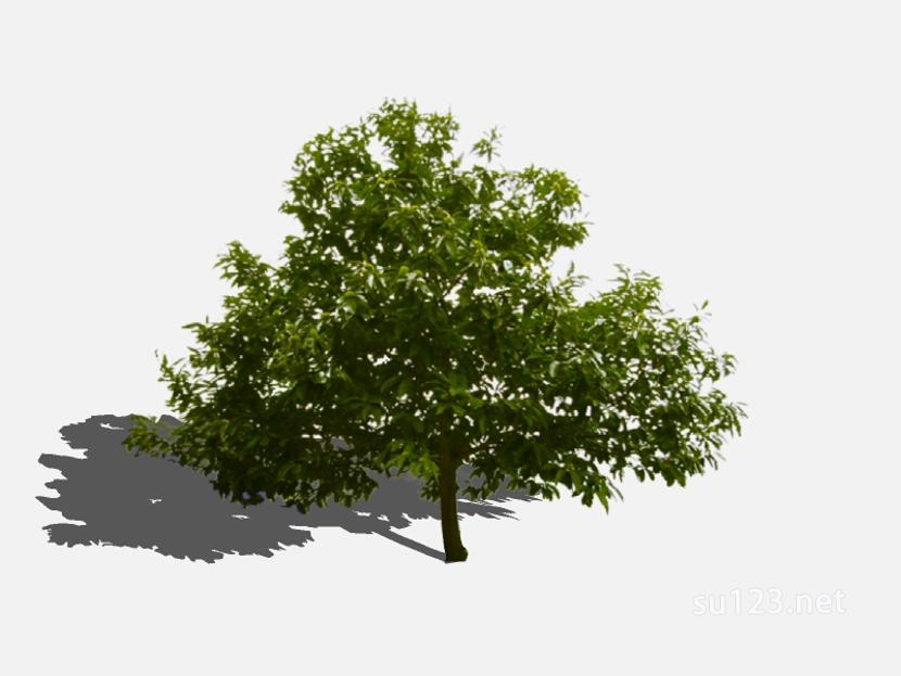su123_2D乔木树 (93)SU模型草图大师sketchup模型