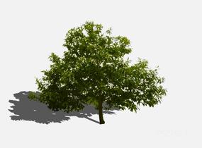 su123_2D乔木树 (93)SU模型