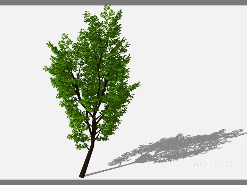 su123_2D乔木树 (72)SU模型草图大师sketchup模型
