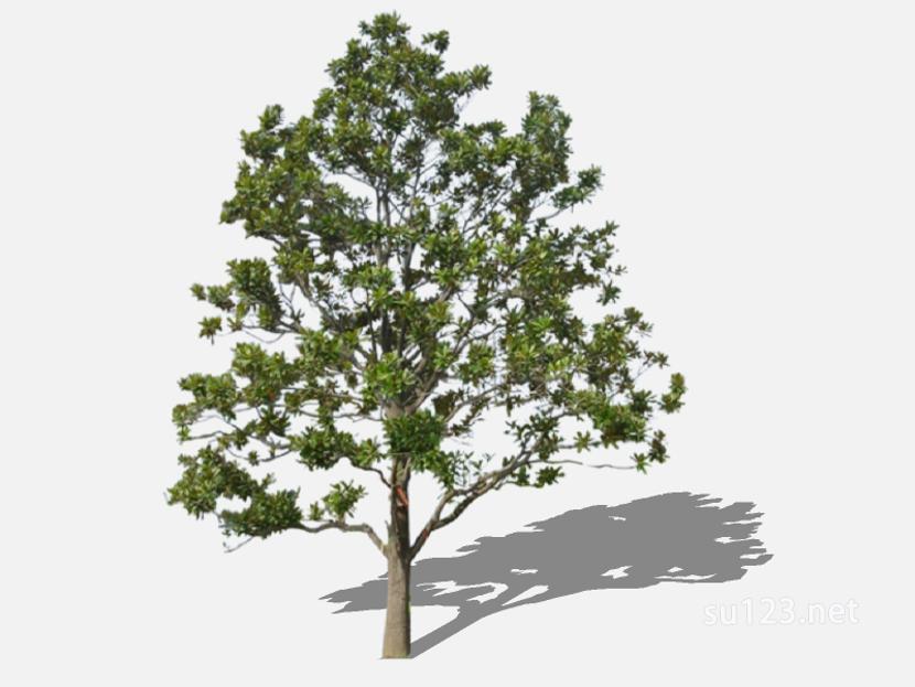 su123_2D乔木树 (45)SU模型草图大师sketchup模型