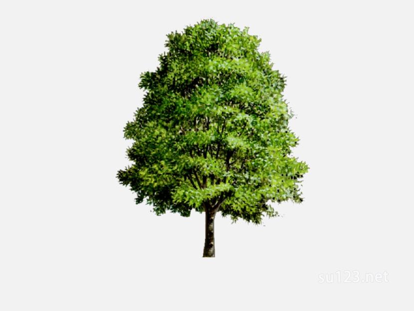 su123_2D乔木树 (16)SU模型