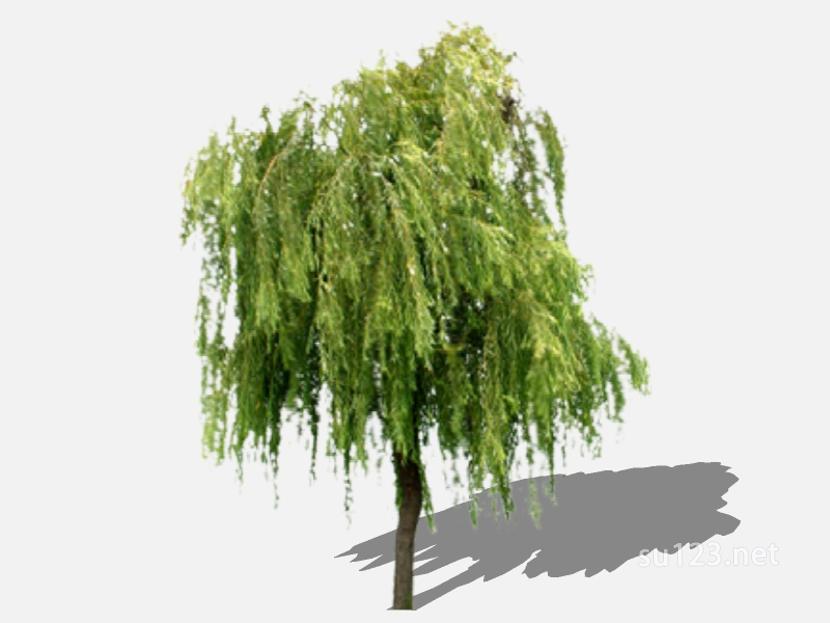 su123_2D乔木树 (52)SU模型
