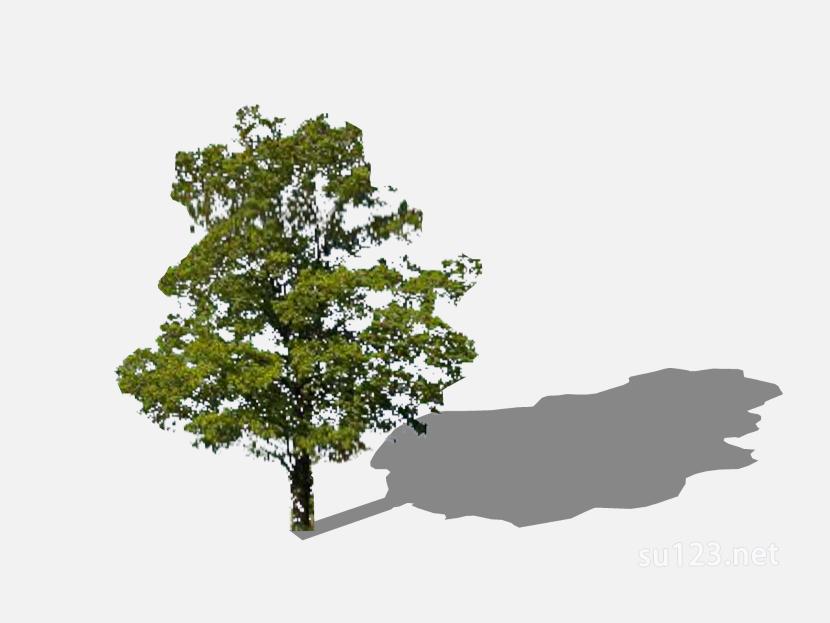 su123_2D树 (42)SU模型草图大师sketchup模型