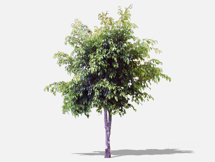 su123_2D乔木树 (17)SU模型