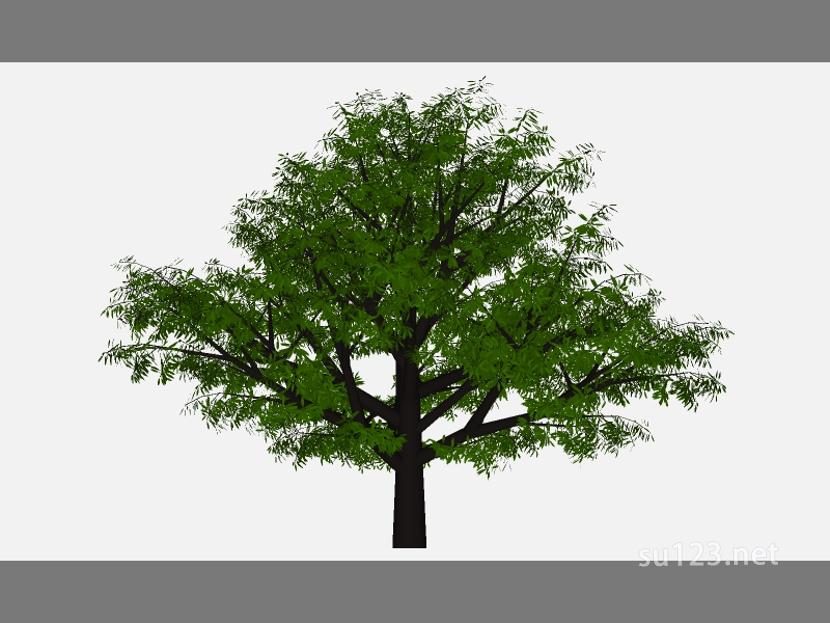 su123_2D乔木树 (79)SU模型