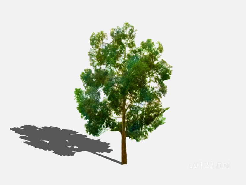 su123_2D树 (55)SU模型
