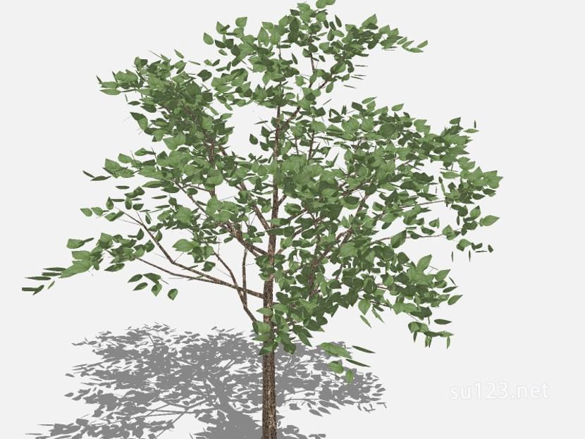 su123_2D乔木树 (105)SU模型