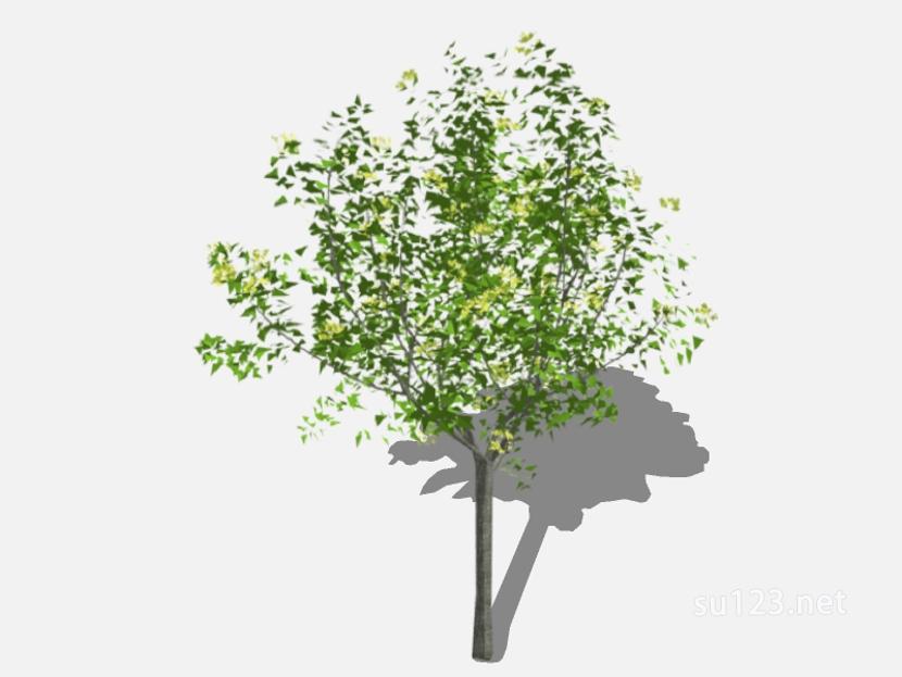 su123_2D乔木树 (36)SU模型