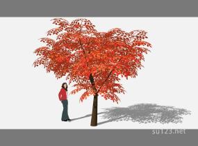 花乔红树 (4)SU模型