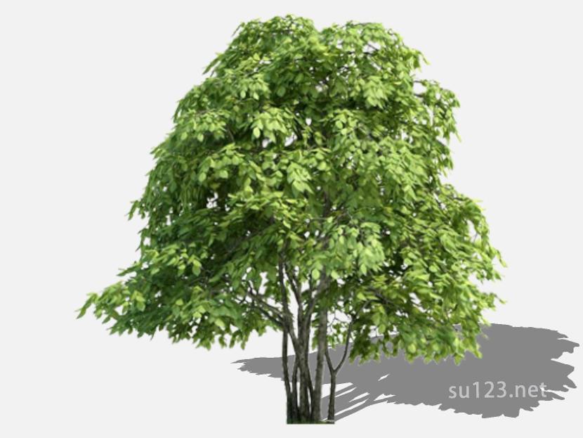 su123_2D乔木树 (46)SU模型