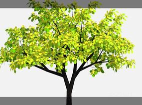 su123_2D乔木树 (66)SU模型