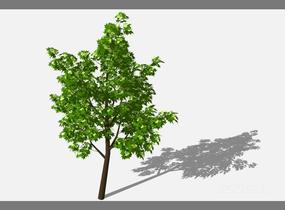 su123_2D乔木树 (65)SU模型