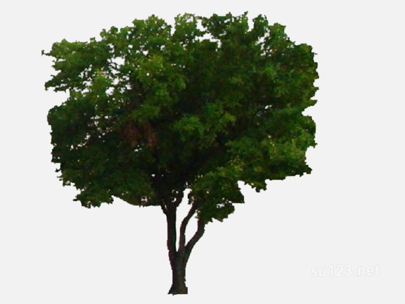 su123_2D乔木树 (103)SU模型